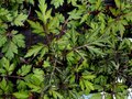 vignette Artemisia Lactiflora 'Guizhou'