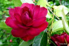 vignette Camélia ' IMBRICATA ' camellia japonica =  ' IMBRICATA RUBRA '
