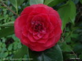 vignette Camélia ' IMBRICATA ' camellia japonica =  ' IMBRICATA RUBRA '