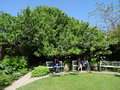 vignette Davidia involucrata - Arbre aux mouchoirs