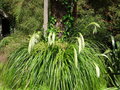 vignette Cortaderia richardii