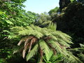 vignette Dicksonia antartica