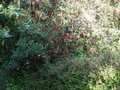 vignette Crinodendron hookerianum = Tricuspidaria lanceolata  Arbre aux lanternes