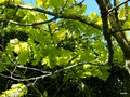vignette Quercus rubra 'Aurea'