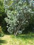 vignette Leucadendron argenteum  , Afrique du sud