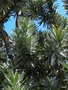 vignette Leucadendron argenteum  , Afrique du sud