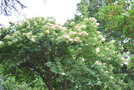 vignette Syringa reticulata var. pekinensis