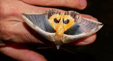 vignette Papillon (Eudocima salaminia)
