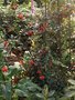vignette Crinodendron hoekerianum