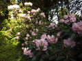 vignette Rhododendron Gomer Waterer