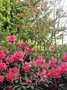 vignette Embothrium coccineum et Rhododendron 'Anna Rose Withney'