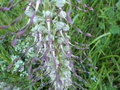 vignette himantoglossum hercinum / orchis bouc