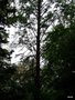 vignette Metasequoia glyptostroboides ,