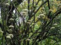 vignette Viburnum rhytidophyllum ,