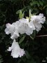 vignette Rhododendron edgeworthii ,