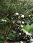 vignette Rhododendron falconeri ssp. eximium ,