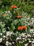 vignette Leucaspermum cordifolium ,