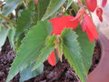 vignette Begonia boliviensis rouge