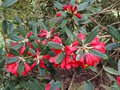 vignette Rhododendron griersonianium ,