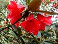 vignette Rhododendron griersonianium ,
