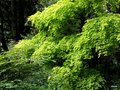 vignette Acer palmatum f. atropurpureum 