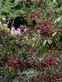 vignette Crinodendron hookerianum ,