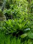 vignette Musschia wollastonii (campanulaceae) Madre