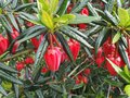 vignette Crinodendron hookerianum ,