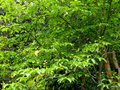 vignette Cornus Kousa /hongkongensis (cornouiller chinois) ?