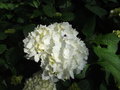 vignette Hortensia (hydrangea)