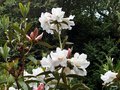 vignette Rhododendron polyandrum ,
