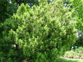 vignette Podocarpus neriifolius - Podocarpe  feuilles de laurier-rose