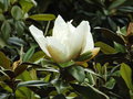 vignette Magnolia Grandiflora