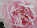 vignette Paeonia lactiflora 'Sarah Bernhardt'