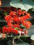 vignette Clerodendron paniculatum