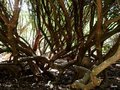 vignette la 'fort' des troncs des vieux camlias et rhododendrons