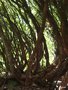 vignette la 'fort' des troncs des vieux camlias et rhododendrons