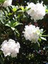 vignette Rhododendron xx
