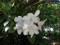 vignette Rhododendron xx