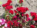 vignette Dianthus barbatus ,