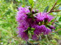 vignette Melaleuca thymifolia au 18 06 16