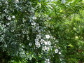 vignette Leptospermum lanigerum très imposant au 23 06 16