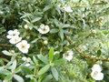 vignette Leptospermum lanigerum au 20 06 16