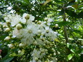 vignette Tepualia stipularis bien parfumé au 19 06 16