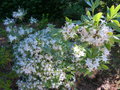 vignette Rhododendron atlanticum trs parfum autre vue au 23 06 16