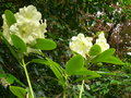 vignette Rhododendron wardii Golden star au 09 06 16