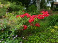 vignette Rhododendron Melville au 03 06 16