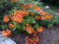 vignette Rhododendron Glowing Embers trs color et parfum au 26 05 16