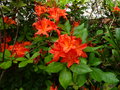 vignette Rhododendron bakeri camp's red cumberlandense gros plan au 10 06 16