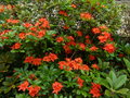 vignette Rhododendron bakeri camp's red cumberlandense orange vif au 14 06 16